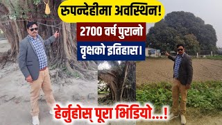 historical tree 2700 years old tree there is please watch full video all about details [upl. by Eerak]