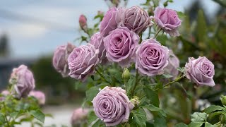 Violet Pride Rose rose garden weeks rose [upl. by Viccora]