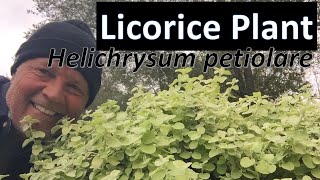 Licorice Plant  Helichrysum petiolare White Licorice Variety [upl. by Anilyx]