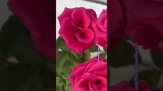 Amazing flowersflowers roseflowergarden naturalflowers nature beautifulflower beautiful1milli [upl. by Carlota]