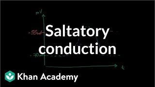 Saltatory conduction in neurons  Human anatomy and physiology  Health amp Medicine  Khan Academy [upl. by Gord]