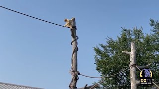 Whitecheeked Gibbon Vinh Singing [upl. by Nohpets]