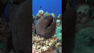 Moray Eel  Gordon Reef Dive Site  Sharm El Sheikh  Red Sea Marine Life  Scuba Diving 🤿 Egypt [upl. by Giliane]