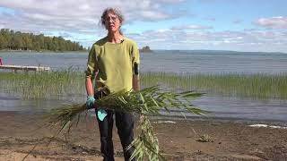 How to Control Invasive Phragmites  The Manitoulin Phragmites Project [upl. by Elleraj]