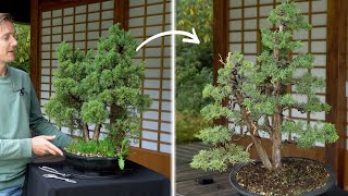 Restoring an old Juniper Bonsai [upl. by Wilfrid]