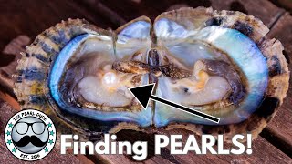 From Oyster to Treasure Gorgeous Pearl Reveals Reveals 17260  17283 [upl. by Artened]