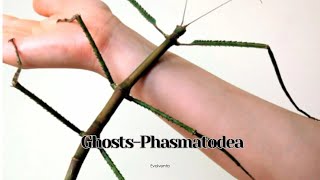 Ghosts Phasmatodea [upl. by Convery]