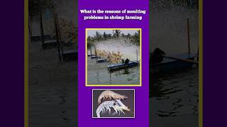 What is the reasons of moulting problems in shrimp farming shrimpfarming vannameishrimp [upl. by Gnart769]