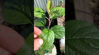 Young Apple tree from a seed growing healthy and strong [upl. by Ezarra]