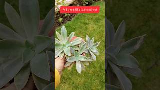 Echeveria plantsucculent plants gardening youtubeshorts short [upl. by Mita]