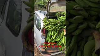 Récolte du bananier plantain au cameroun  237 698941345 [upl. by Aissyla937]