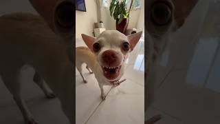 Niki is MAD today🤣🤣 chiuahua mreviatar nikiozeri angrychihuahua animals [upl. by Methuselah]