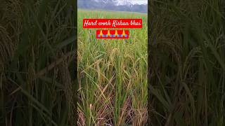 Garib Kisan ki baathard work Kisan bhaiYouTube short video supportpls subscribe like75kviews [upl. by Teriann627]