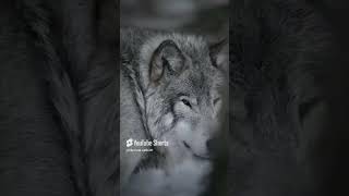 German shepherd🦝Vs Husky🐺 fight🥵🥵 who will win🥵 viralvideo pets dogs [upl. by Bigelow]