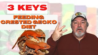 Feeding Crested Gecko Diet  3 Important Keys [upl. by Gellman176]