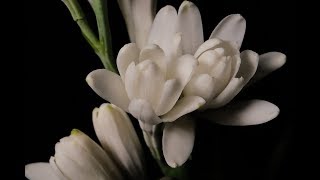 Tuberose The Worlds Favorite Perfume Note [upl. by Oleta]