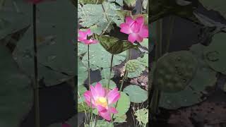 waterlilytvideo1001 [upl. by Fifine]