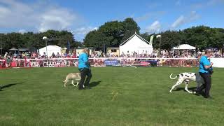 2024 08 16 Southport Flower Show Obedience [upl. by Nosral374]