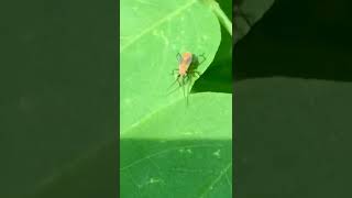 Soapberry Bug Nymph exploring in the bright sun￼ [upl. by Lesly644]