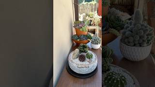 Succulent Tips Repotting Cacti The Easiest Way 🌵 succulents cactussuculentas [upl. by Akenet973]