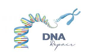 2492024 Lan Anh Y46 trình bày phân biệt Karyotype test vs DNA test [upl. by Ettener999]