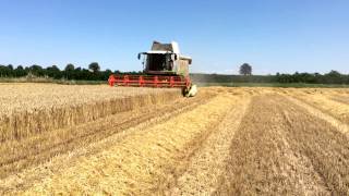 TREBBIATURA GRANO 2014 CON CLAAS LEXION 570TT [upl. by Aihsak827]