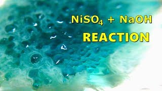 Nickel II Sulfate Reaction With Sodium Hydroxide NiSO4  NaOH [upl. by Airdnaed409]