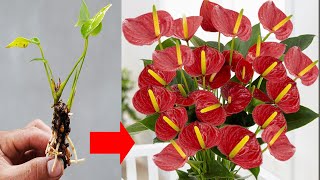 Revive WILTED Roots into BRIGHT RED Anthurium with Just ONE Spoon [upl. by Selie]