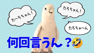 ソロモンオウムたろちゃん 何回自分の名前を言いたいんや～？😂 Cockatoo’s Taro who talks his name repeatedly [upl. by Alinoel96]