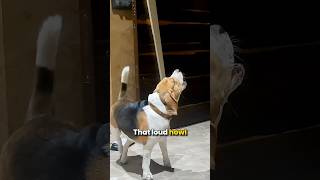 Whats Behind Beagles Nonstop Howling livingwithabeagle beagles beaglepuppy [upl. by Llebanna]