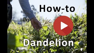 How to ID dandelions [upl. by Squire]