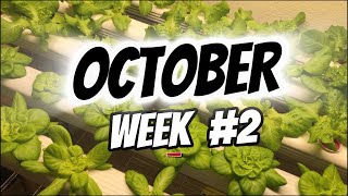 October update 2 indoor garden [upl. by Ralleigh339]