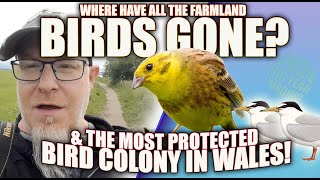 WHERE HAVE THE FARMLAND BIRDS GONE amp THE MOST PROTECTED BIRD COLONY IN WALES [upl. by Finny845]