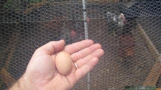 Chickens have started laying [upl. by Scopp]