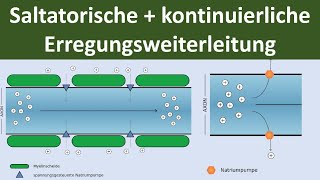 Saltatorische und kontinuierliche Erregungsleitung am Axon Biologie Neurobiologie Oberstufe [upl. by Ardnua]