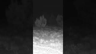 Spike Elk Walk By wildlife hunting nature outdoors elk colorado wildlifephotography elkhunt [upl. by Ezeerb908]