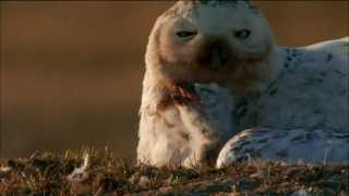 Hatching Snowy Owls in Nest  Magic of the Snowy Owl  Nature on PBS [upl. by Cristen]