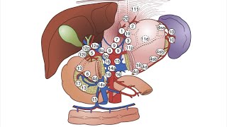 Lymph node dissection of gastric cancer  D1 D2 D3 dissection  Lymph node stations of stomach [upl. by Rasure555]