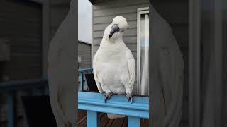 White Cockatoo Australia [upl. by Meraree]