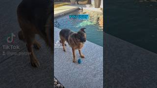 you ugly German Shepherd GSD 😳🥹🐶new shorts ytshorts viral viralshorts [upl. by Tama348]