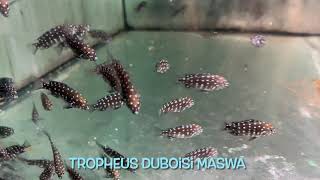 Tropheus duboisi MASWA [upl. by Gorges]