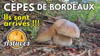 Cèpes de Bordeaux Août 2024  Reportage Exclusif à ne pas manquer  🍄🌳 cepes champignons nature [upl. by Guillermo]