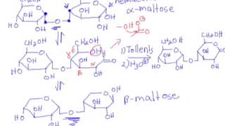 87 Carbohydrates Disaccharides  Maltose Cellobiose Lactose amp Sucrose [upl. by Ijar]