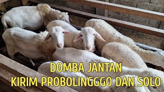 DOMBA EKOR GEMUK DAN DOMBA CROSS JANTAN KIRIM SOLO [upl. by Esyahc241]