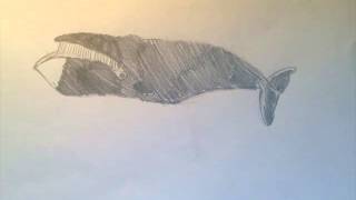 Speedart Bowhead Whale [upl. by Glenn20]