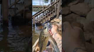 Fall Chatterbait Fishing Spotted Bass Lake Lanier [upl. by Nivk]