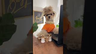 Pranking my colleagues part 2 noodlesthepooch officehumor funny dogs corporatecanine prank [upl. by Murat]