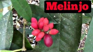 Melinjo Fruit Review Gnetum gnemon  Weird Fruit Explorer Ep 142 [upl. by Etteuqal]