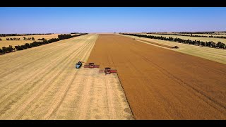 Erangy Springs Farm harvest for 2024 Mid West West Australia [upl. by Nyloj]