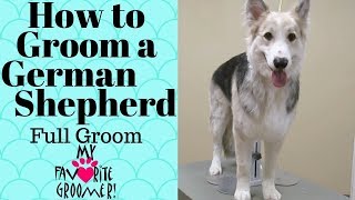 How to DeshedGroom a German Shepherd [upl. by Gnad]